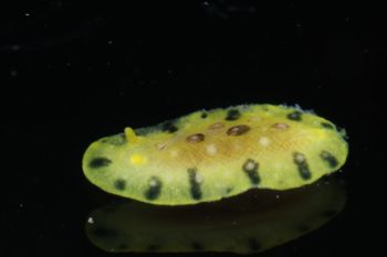 Media type: image;   Malacology 393878 Description: live specimen;